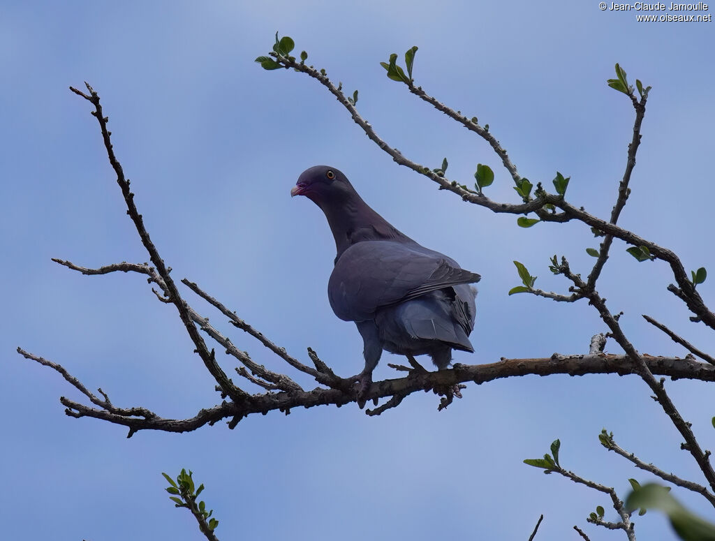 Pigeon à bec rougeadulte