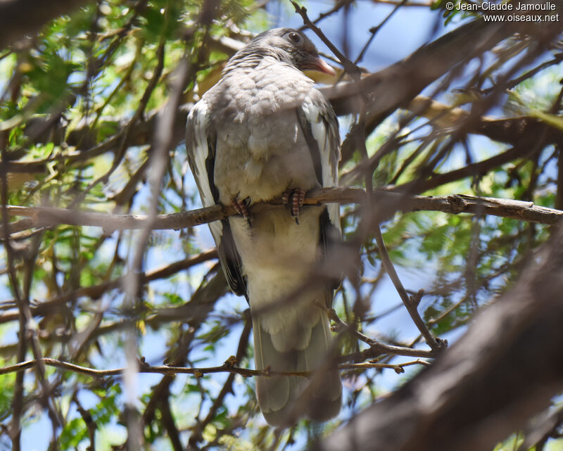 Bare-eyed Pigeonjuvenile