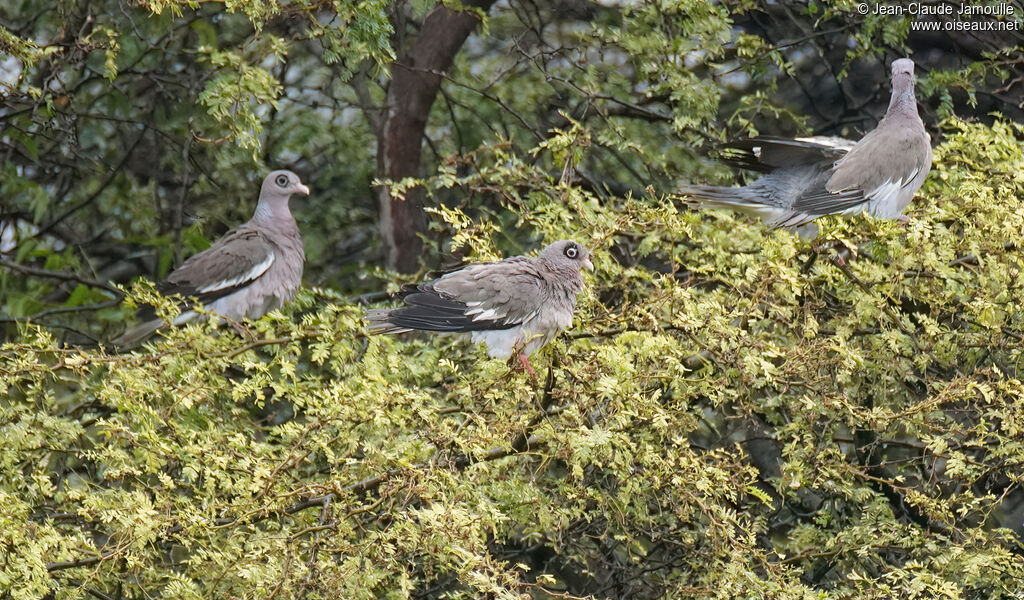 Bare-eyed Pigeon