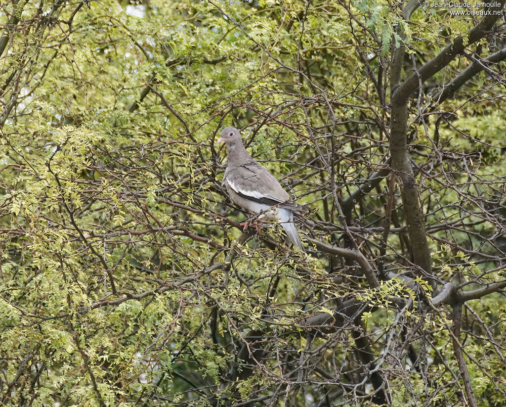 Bare-eyed Pigeon