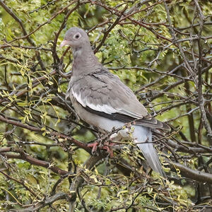 Pigeon jounud