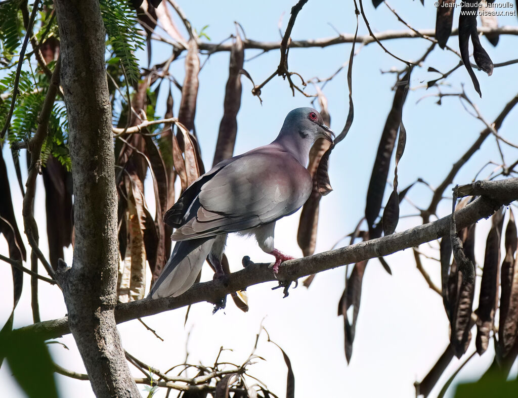 Pigeon roussetadulte, régime
