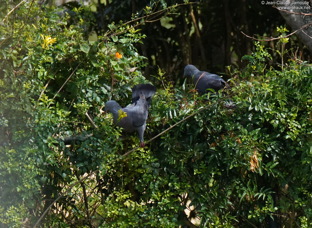 Pigeon trocazadulte, mange