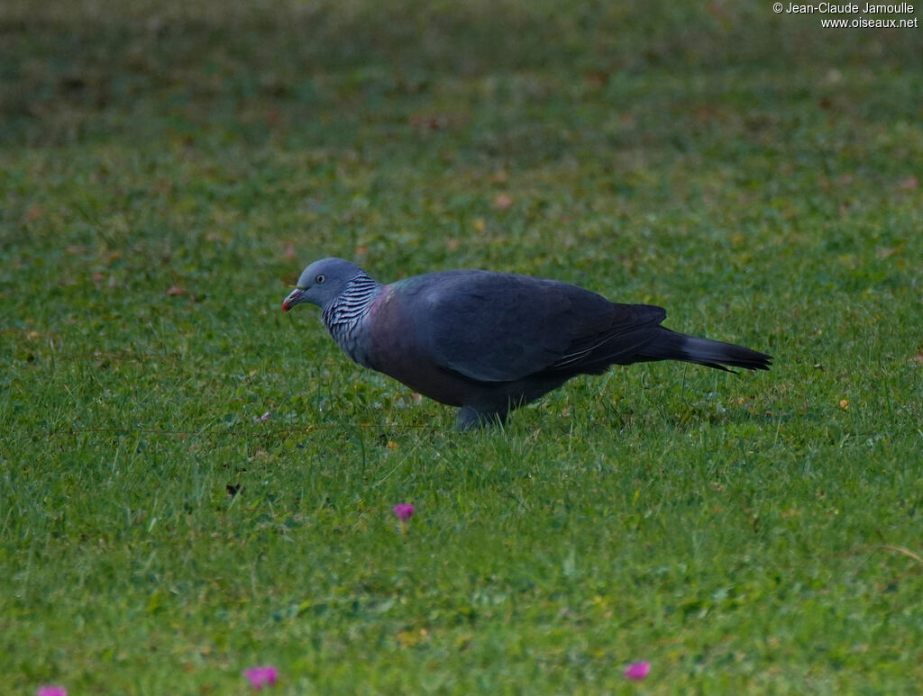 Pigeon trocazadulte, mange