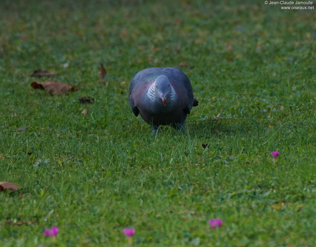 Pigeon trocazadulte, mange