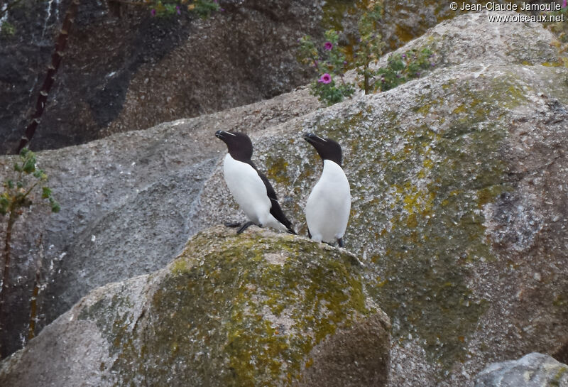 Pingouin torda