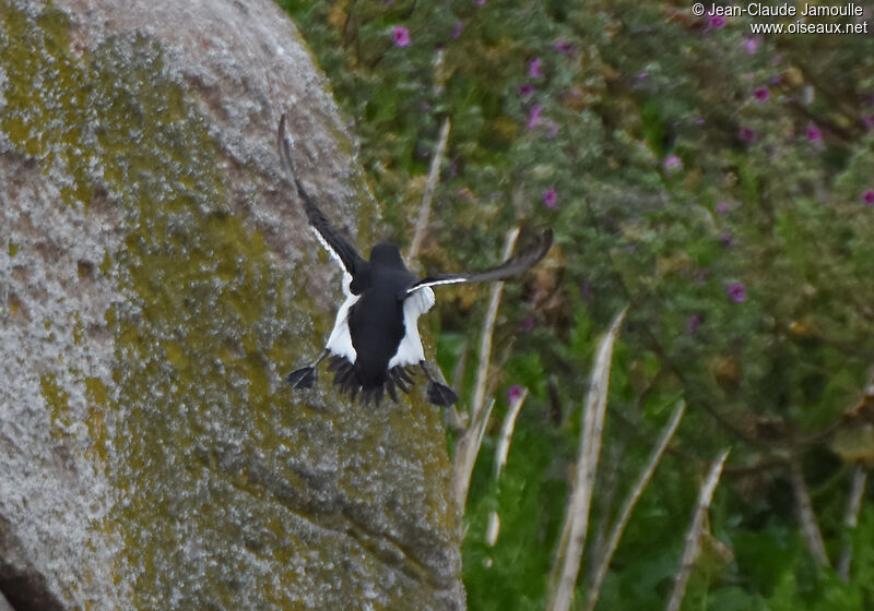 Razorbill