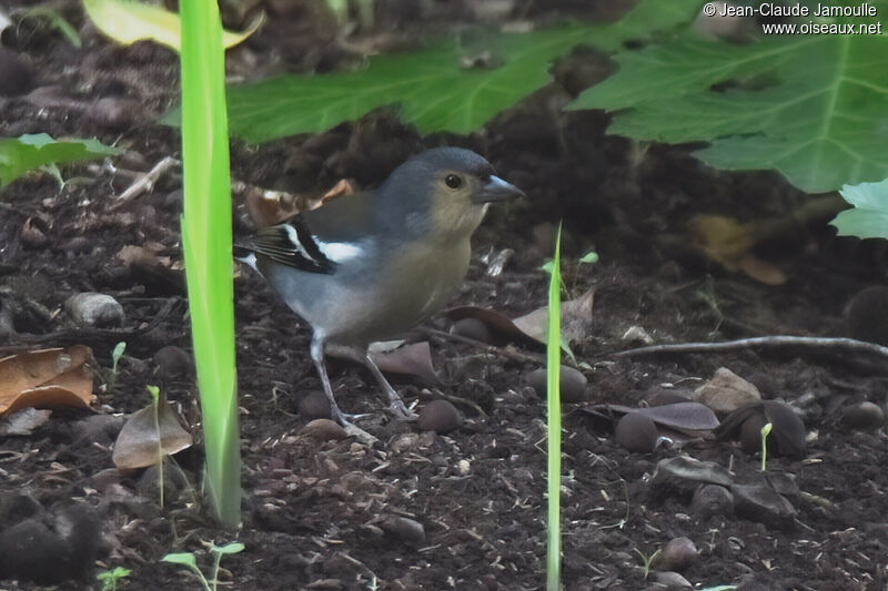 Pinson de Madèreadulte, marche, mange