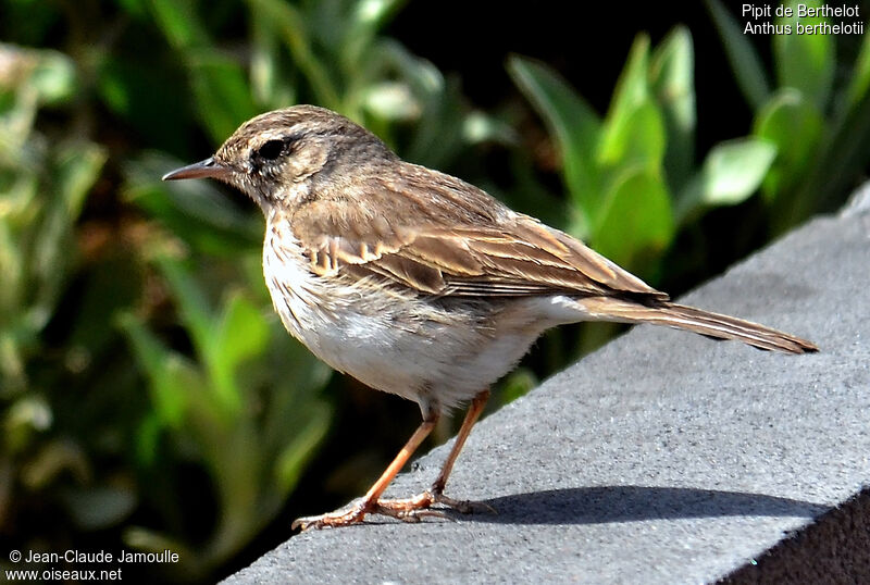 Pipit de Berthelot, identification, régime, Comportement