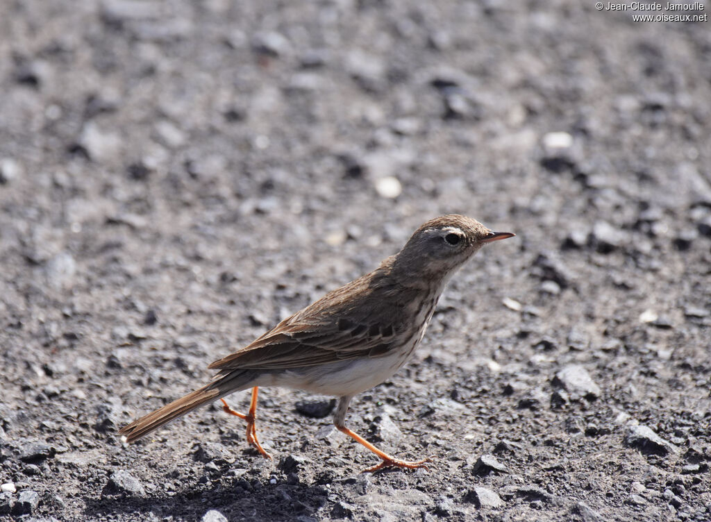 Pipit de Berthelotadulte