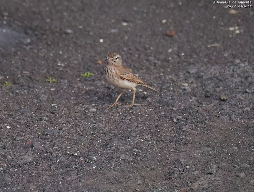 Pipit de Berthelotimmature