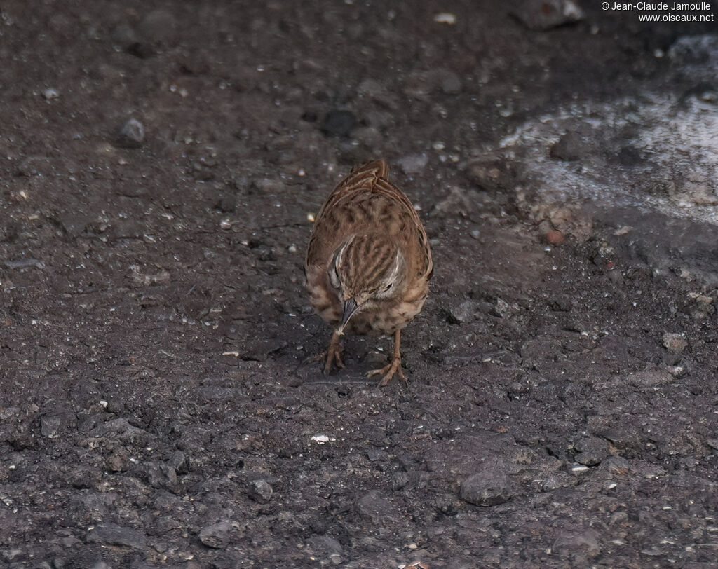 Pipit de Berthelotimmature, mange