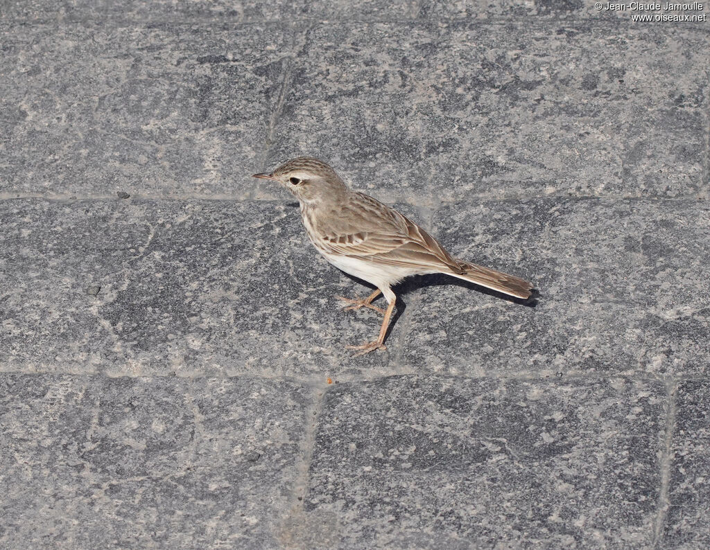 Pipit de Berthelotadulte