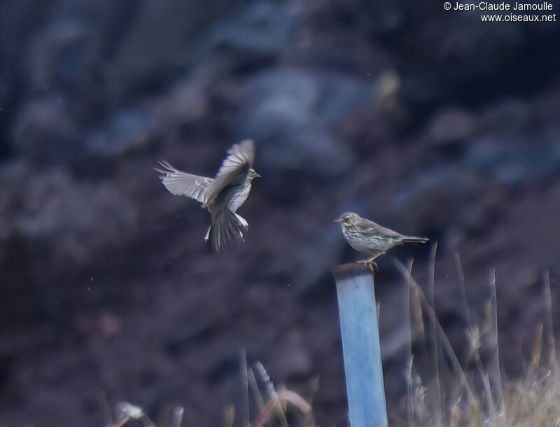 Pipit farlouseadulte