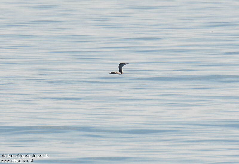 Red-throated Loonadult post breeding, feeding habits