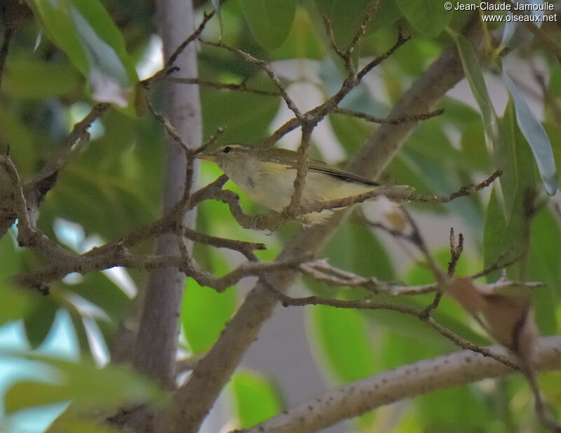 Arctic Warbler, eats