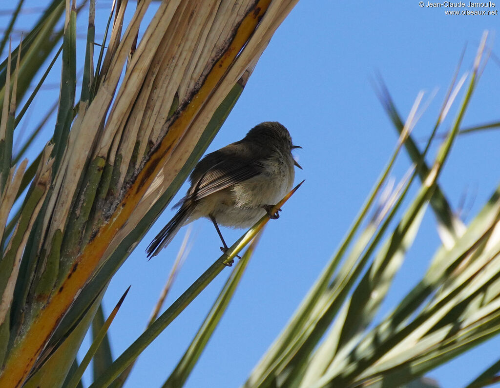 Pouillot des Canariesadulte, chant