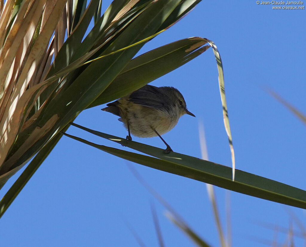 Pouillot des Canariesadulte