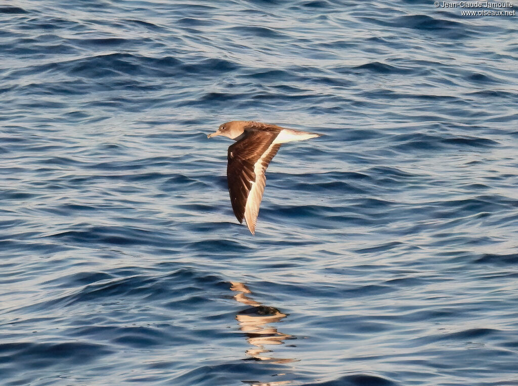 Scopoli's Shearwater, Flight