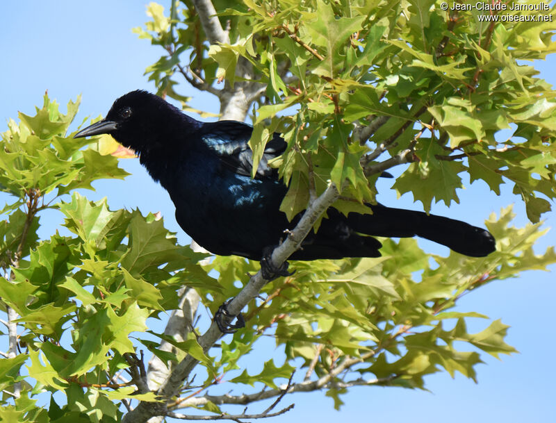 Boat-tailed Grackle