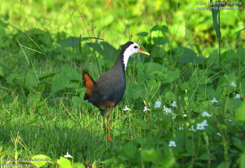 White-breasted Waterhen, Behaviour