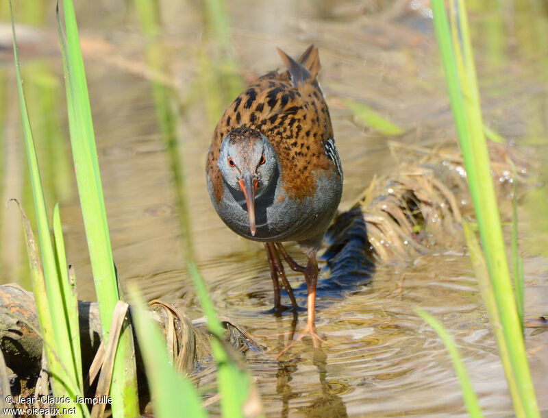 Water Rail