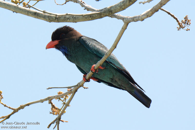 Rolle orientaladulte, identification