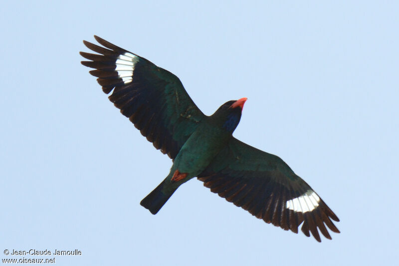 Oriental Dollarbirdadult, Flight