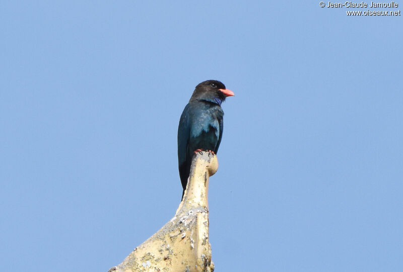 Oriental Dollarbird