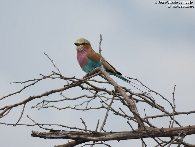 Lilac-breasted Roller