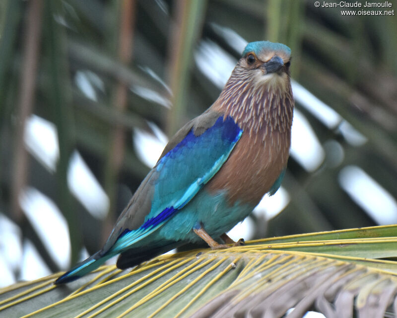 Indian Roller