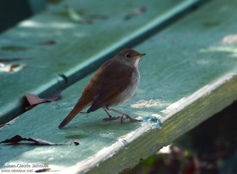 Common Nightingale