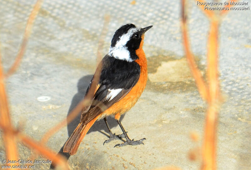 Moussier's Redstart male adult, identification