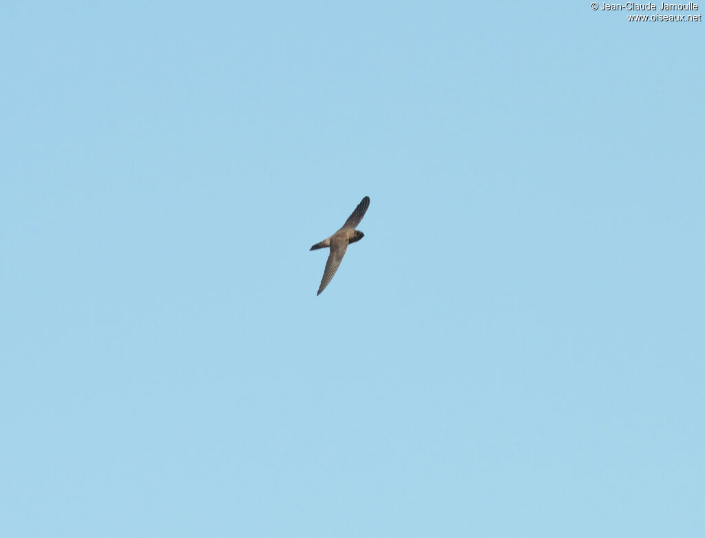 Edible-nest Swiftlet, Flight