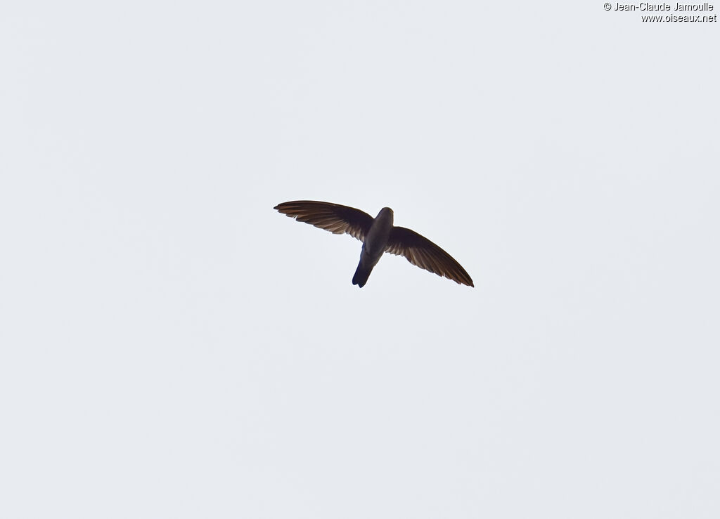 Black-nest Swiftlet
