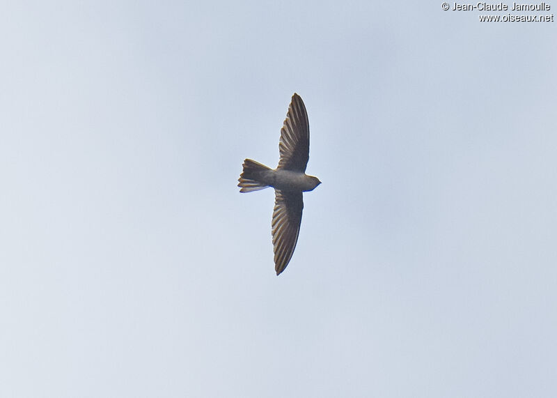 Himalayan Swiftlet