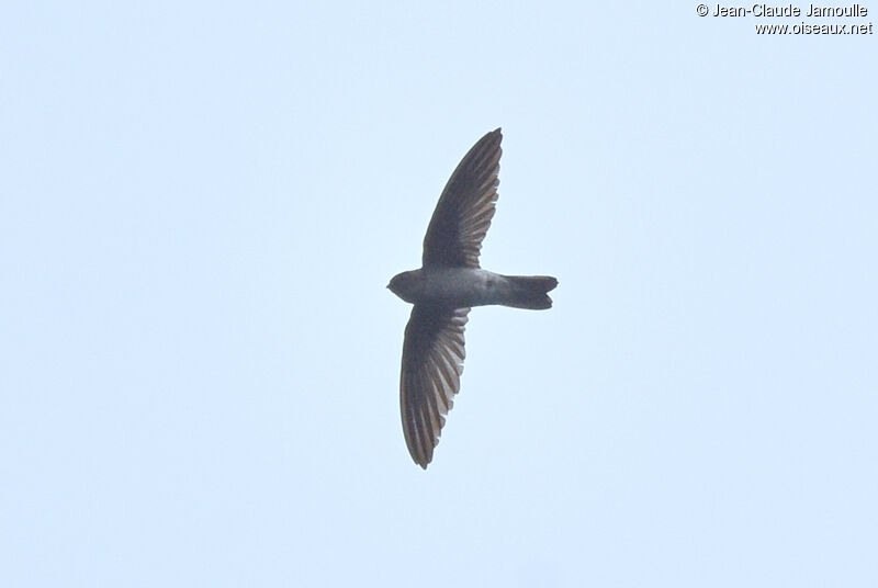 Himalayan Swiftlet