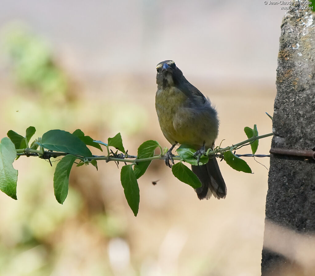 Saltator de Cabanisimmature