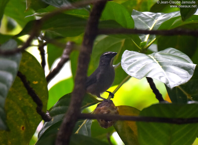 Cinnamon-bellied Saltatoradult, eats