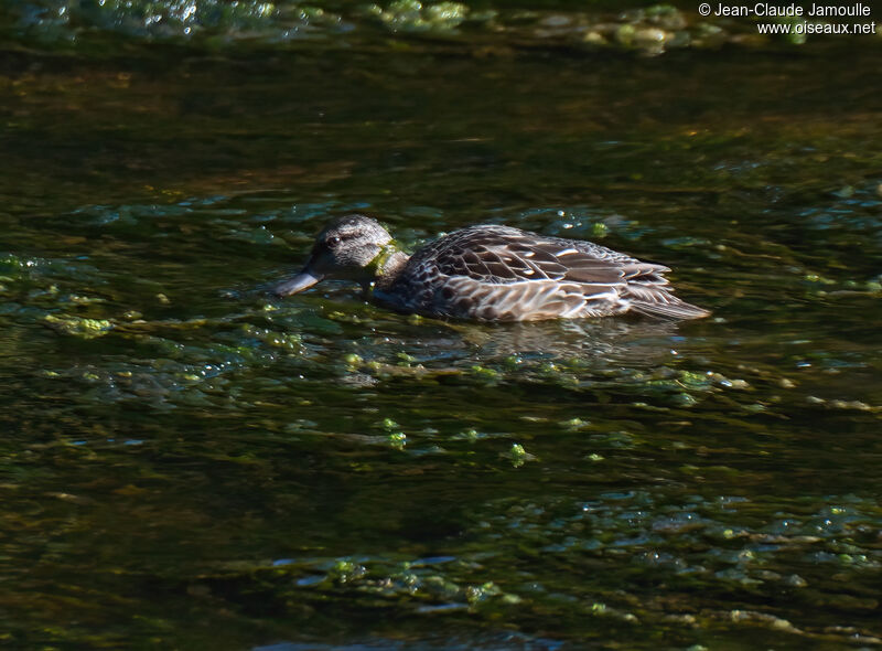 Green-winged Teal female adult