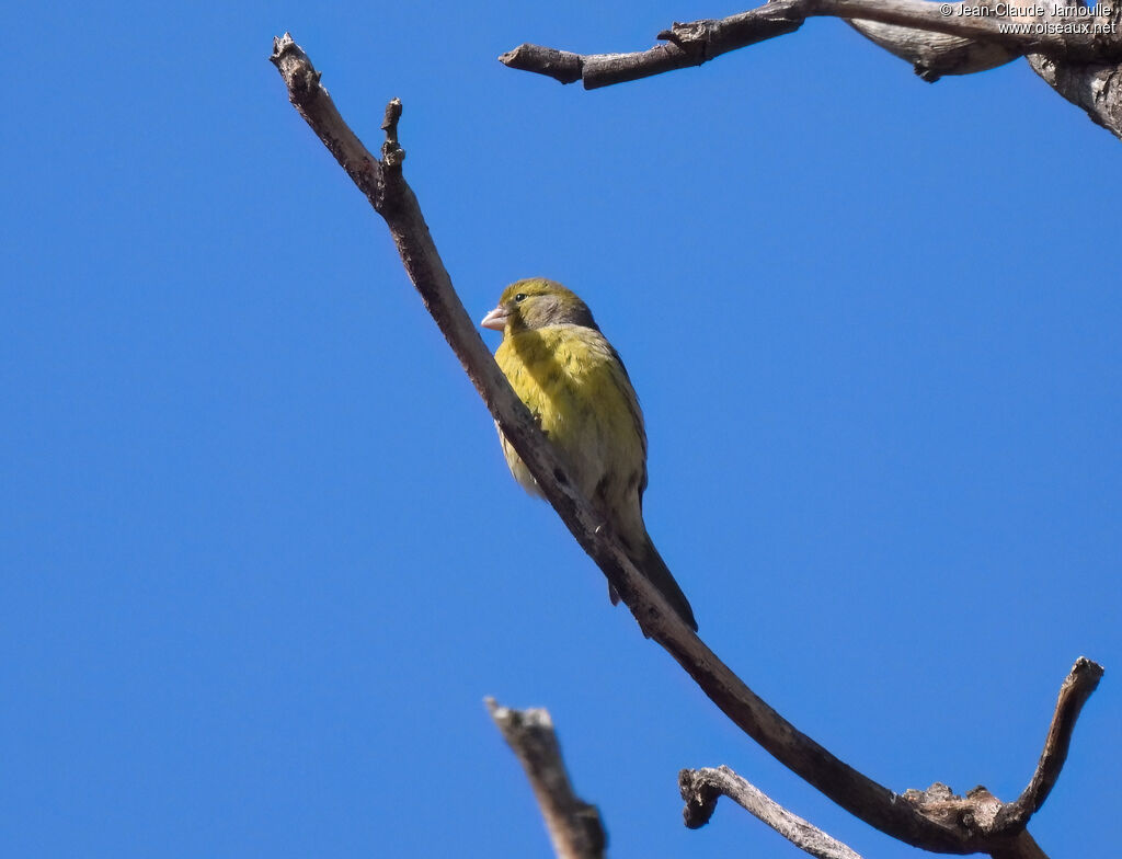 Serin des Canariesadulte