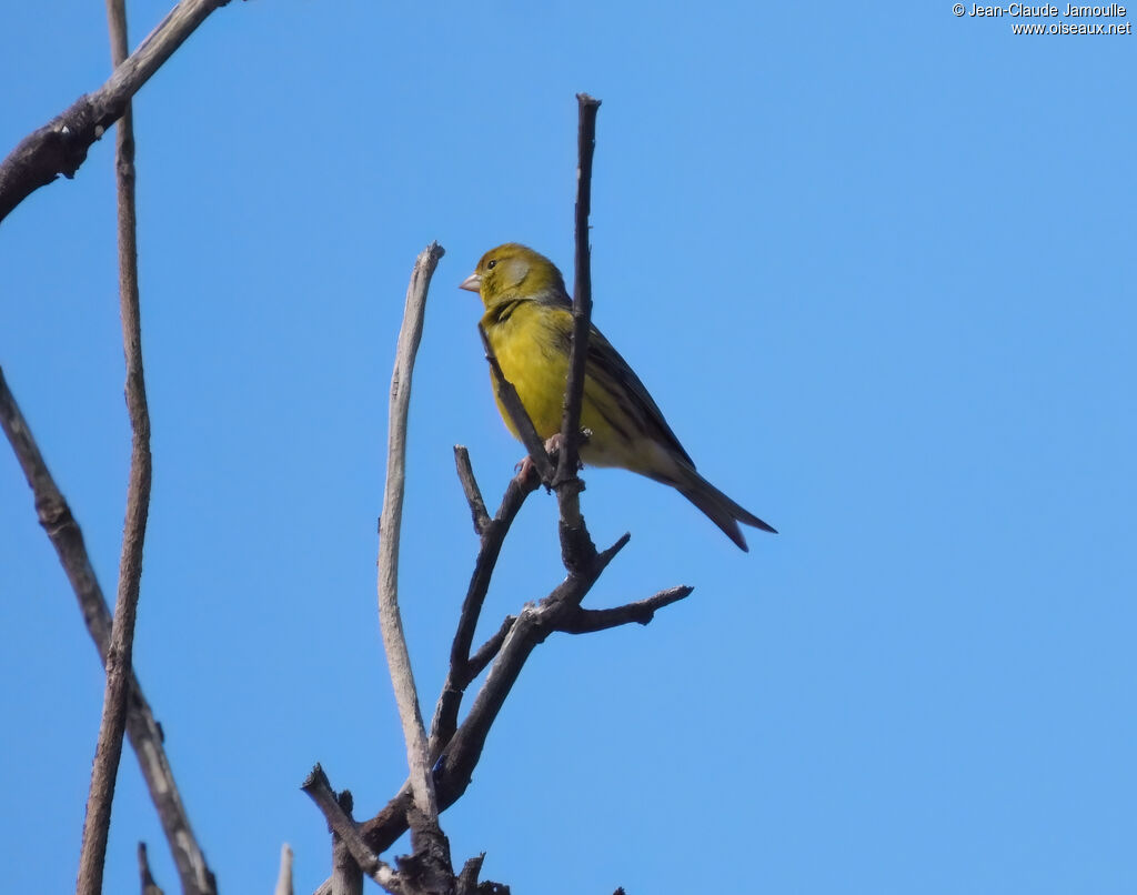 Serin des Canariesadulte
