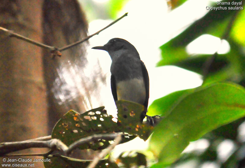 Oriental Magpie-Robinadult