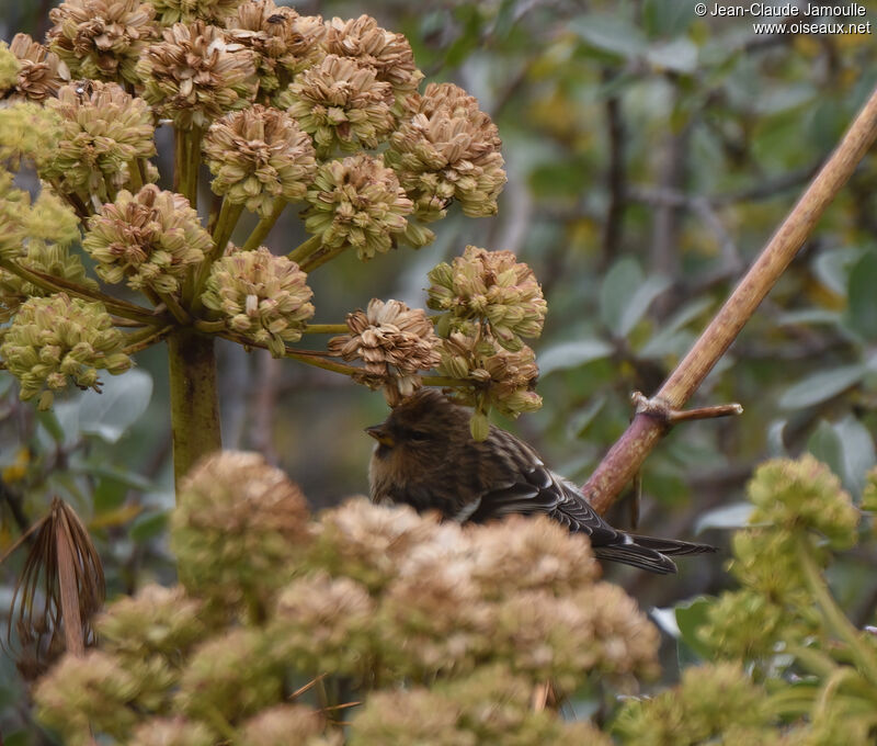 Common Redpoll female