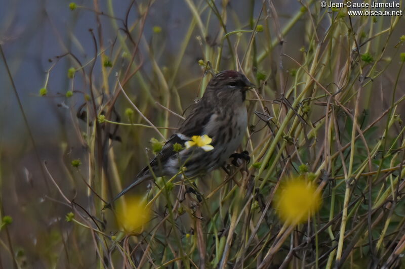 Common Redpoll female adult