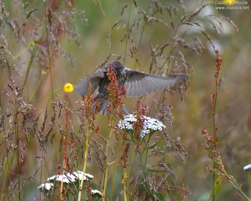 Redpollsubadult, Flight, eats