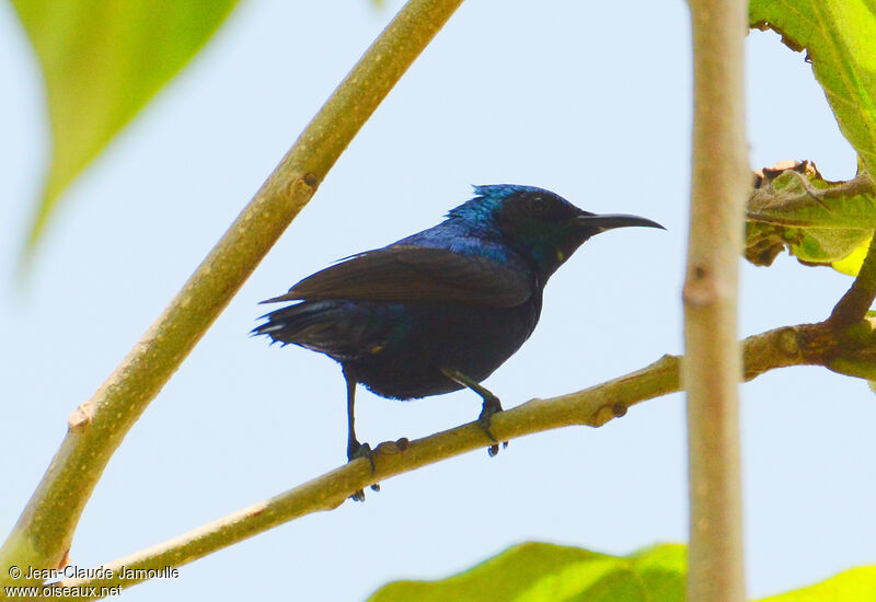 Purple Sunbird male