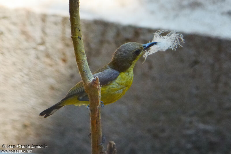 Purple Sunbird female, Reproduction-nesting