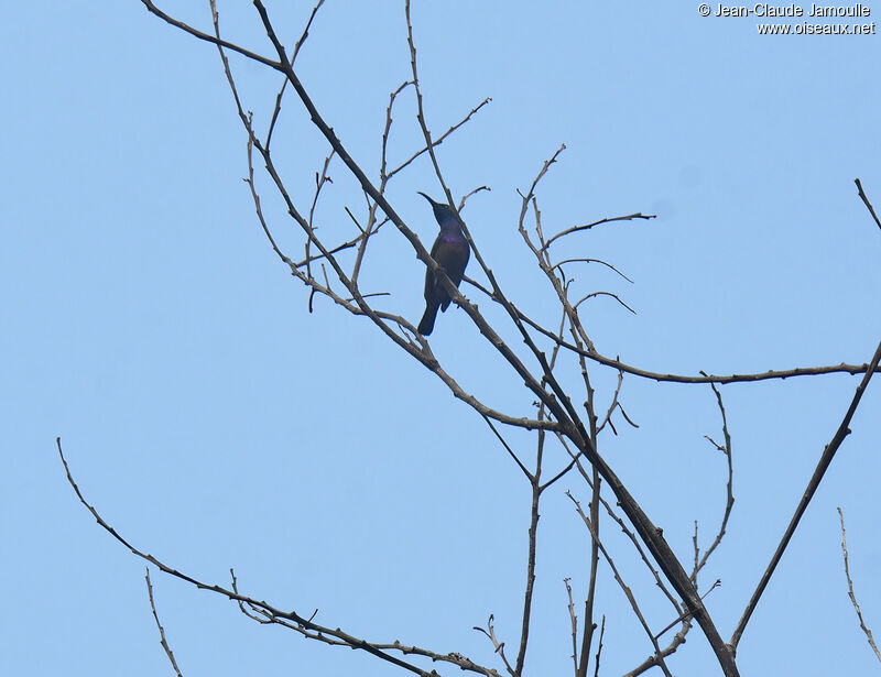 Loten's Sunbird male adult