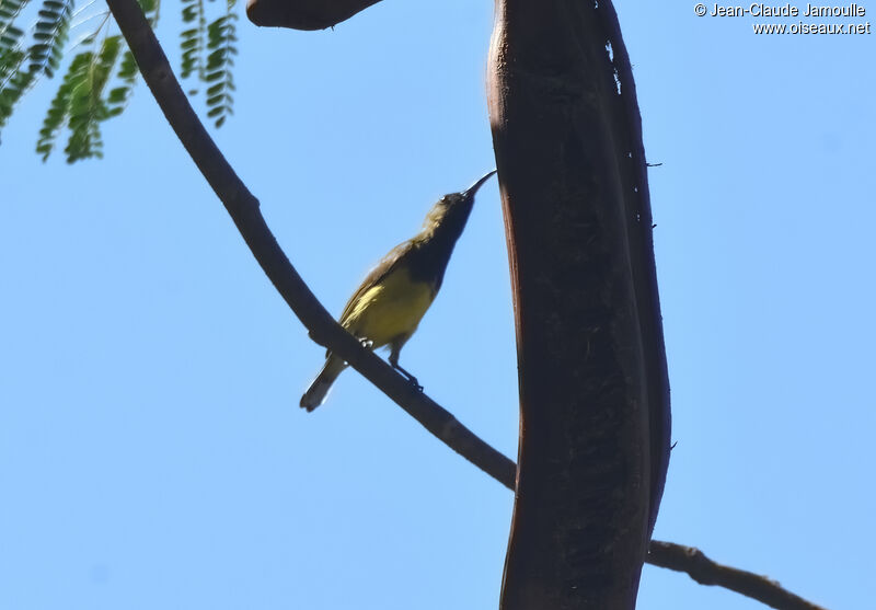 Ornate Sunbird male adult